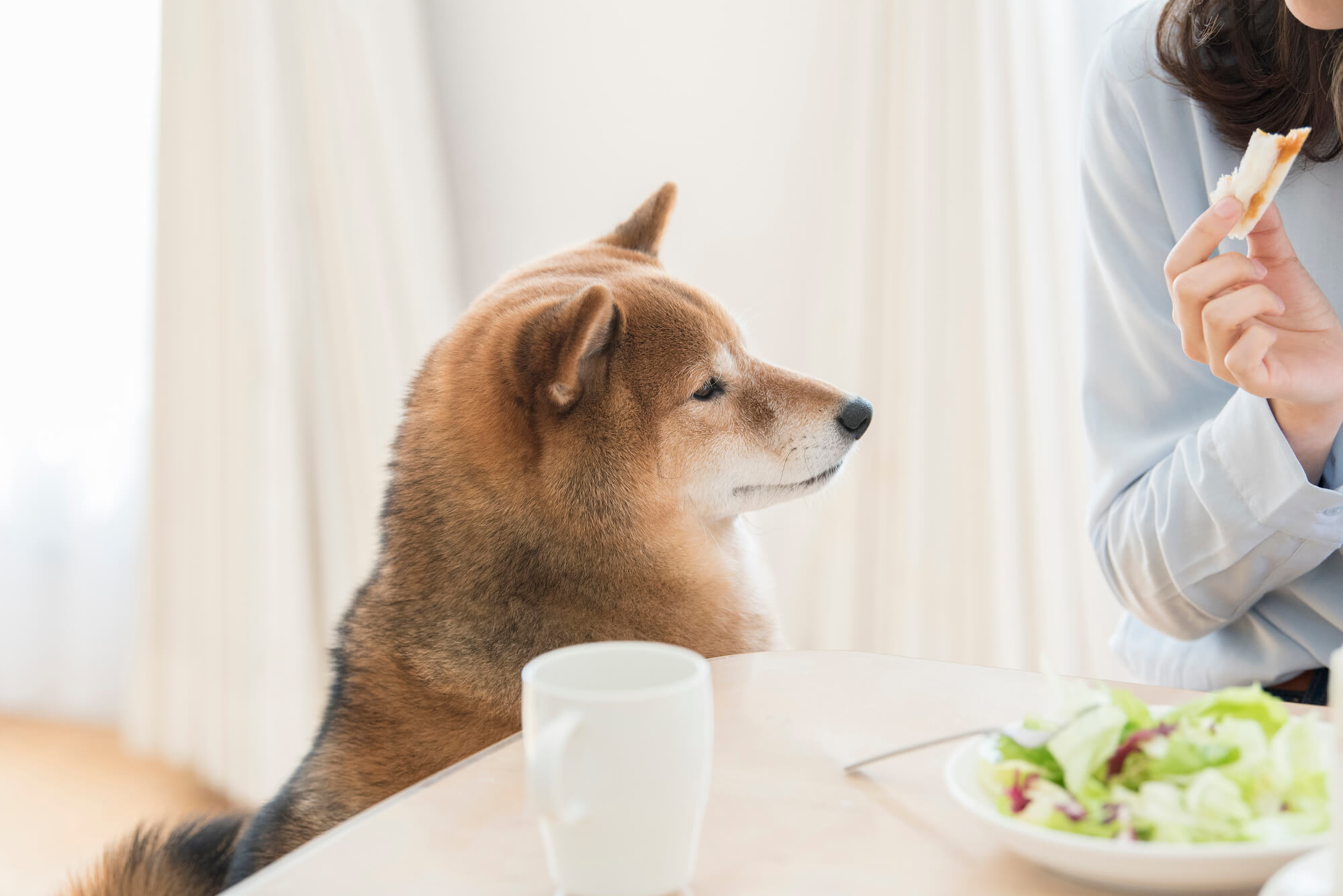 腎臓病の犬が食べてはいけないものとは？